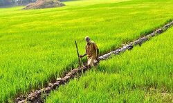 നെൽവയലുടമകൾക്ക് റോയൽറ്റി: സംസ്ഥാനതല ഉദ്ഘാടനം 5ന്