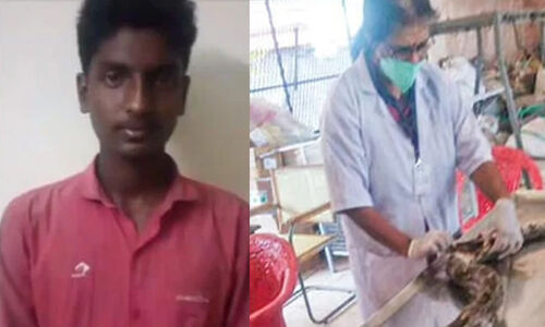 റോഡുനിര്‍മാണത്തിനിടെ മണ്ണുമാന്തിയന്ത്രം കയറി മലമ്പാമ്പ് ചത്തു; ഡ്രൈവര്‍ അറസ്റ്റില്‍