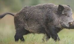 താമരശേരി രൂപതാ ട്രഷറർ റിച്ചാൾഡ് ജോണിന് കാട്ടുപന്നിയുടെ അക്രമണത്തിൽ ഗുരുതര പരിക്ക്