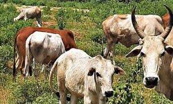 തീര്‍ഥാടന പാതയില്‍ കന്നുകാലികളെ മേയാന്‍ വിടുന്നത് നിരോധിച്ചു