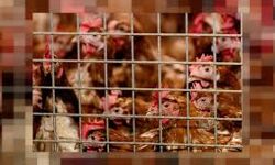 เดชเดเตเดทเดฟเดชเตเดชเดจเดฟ ; เดจเตเดคเดฐเตโเดฒเดพเดจเตโเดกเตเดธเดฟเดฒเตโ เดฐเดฃเตเดเต เดฒเดเตเดทเด เดเตเดดเดฟเดเดณเต เดเตเดจเตเดจเต เดชเดเตเดทเดฟเดชเตเดชเดจเดฟ ; เดจเตเดคเดฐเตโเดฒเดพเดจเตโเดกเตเดธเดฟเดฒเตโ เดฐเดฃเตเดเต เดฒเดเตเดทเด เดเตเดดเดฟเดเดณเต เดเตเดจเตเดจเต