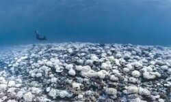 ഇന്ത്യയുടെ ആഴക്കടല്‍ ദൗത്യം നാലുമാസത്തിനുള്ളില്‍ ആരംഭിക്കും: കേന്ദ്ര ഭൗമശാസ്ത്ര മന്ത്രാലയം