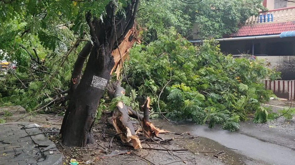നിവാര്‍ ചുഴലിക്കാറ്റ്: മൂന്നു മരണം; വ്യാപക കൃഷിനാശം