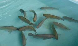 കൊവിഡ് പ്രതിസന്ധിയില്‍ വലഞ്ഞ മല്‍സ്യകര്‍ഷകര്‍ക്ക് വിപണിയൊരുക്കി സിഎംഎഫ്ആര്‍ഐ