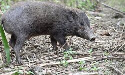 കാട്ടുപന്നിയെ വെടിവെച്ച് കൊന്നു