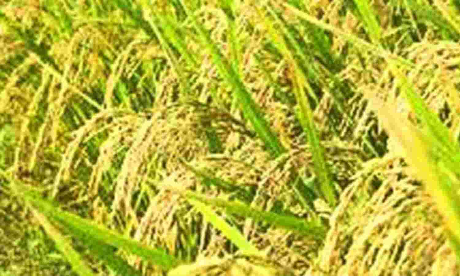 വയനാട്ടില് നെല്ല് സംഭരണം തുടങ്ങി വയനാട്ടില് നെല്ല് സംഭരണം തുടങ്ങി