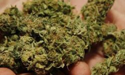 മുത്തങ്ങയില്‍ 100 കിലോ കഞ്ചാവുമായി രണ്ട് പേര്‍ പിടിയില്‍