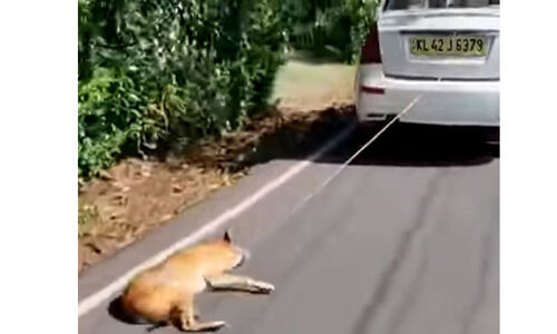 കാറില്‍ നായയെ കെട്ടിവലിച്ച സംഭവം: വാഹനത്തിന്റെ പെര്‍മിറ്റും ഡ്രൈവറുടെ ലൈസന്‍സും റദ്ദാക്കണമെന്ന് പോലിസ്; ആര്‍ടിഒയ്ക്ക് റിപോര്‍ട് നല്‍കി