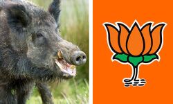 കോടഞ്ചേരിയില്‍ ബൂത്തിലേക്ക് വരുന്ന വഴി ബിജെപി സ്ഥാനാര്‍ത്ഥിയെ കാട്ടുപന്നി കുത്തി