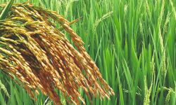 ഒന്നാംഘട്ട നെല്ല് സംഭരണം: തൃശൂരില്‍ സപ്ലൈകോ സംഭരിച്ചത് 8.33 കോടി രൂപ മൂല്യമുള്ള നെല്ല്