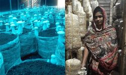 കൂണ്‍കൃഷിയില്‍ വിജയം കൊയ്ത് അനുഗ്രഹ കുടുംബശ്രീ