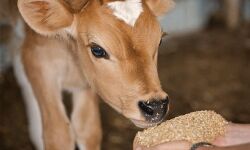 ഒരു ചാക്ക് കാലിത്തീറ്റയ്ക്ക് 70 രൂപ  സബ്‌സിഡി പ്രഖ്യാപിച്ച് മില്‍മ