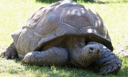 10 ലക്ഷം വിലമതിക്കുന്ന ലോകത്തെ രണ്ടാമത്തെ ഭീമന്‍ ആമ ചെന്നൈയിലെ പാര്‍ക്കില്‍നിന്ന് മോഷണം പോയി