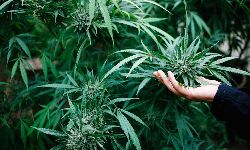 കഞ്ചാവ് കൃഷി നിയമവിധേയമാക്കാനുള്ള നീക്കവുമായി ഗോവയിലെ ബിജെപി സര്‍ക്കാര്‍