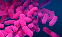 ഷിഗല്ല രോഗത്തിനെതിരെ ജാഗ്രത പാലിക്കണം: ആരോഗ്യ വകുപ്പ്