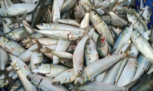 കേരളതീരങ്ങളില്‍ ചെറുമത്തികള്‍ കണ്ടു തുടങ്ങി ; പിടിക്കുന്നതില്‍ കരുതല്‍ വേണമെന്ന് സിഎംഎഫ്ആര്‍ഐ