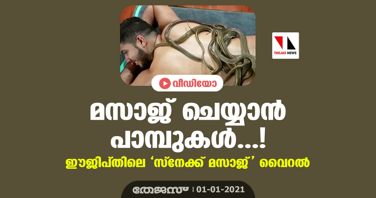 മസാജ് ചെയ്യാന് പാമ്പുകള്...!; ഈജിപ്തിലെ സ്നേക്ക് മസാജ് വൈറല്(വീഡിയോ) മസാജ് ചെയ്യാന് പാമ്പുകള്...!; ഈജിപ്തിലെ സ്നേക്ക് മസാജ് വൈറല്(വീഡിയോ)