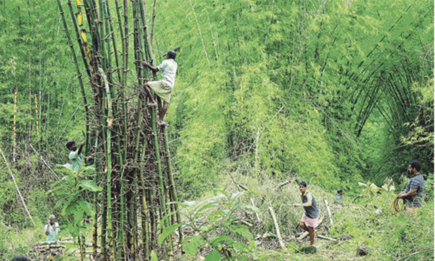 ഫെബ്രുവരിയോടെ മൃഗങ്ങളെ മാറ്റും; ആദ്യഘട്ട ഉദ്ഘാടനത്തിനൊരുങ്ങി പുത്തൂര് സുവോളജിക്കല് പാര്ക്ക് ഫെബ്രുവരിയോടെ മൃഗങ്ങളെ മാറ്റും; ആദ്യഘട്ട ഉദ്ഘാടനത്തിനൊരുങ്ങി പുത്തൂര് സുവോളജിക്കല് പാര്ക്ക്