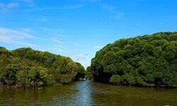 കണ്ടല്‍ക്കാടുകള്‍ സംരക്ഷിക്കാന്‍ പദ്ധതികള്‍ ഒരുങ്ങുന്നു