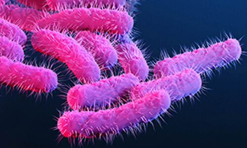 ഷിഗല്ല: മലപ്പുറം ജില്ലയില്‍ പ്രതിരോധ പ്രവര്‍ത്തനങ്ങള്‍ ശക്തമാക്കി