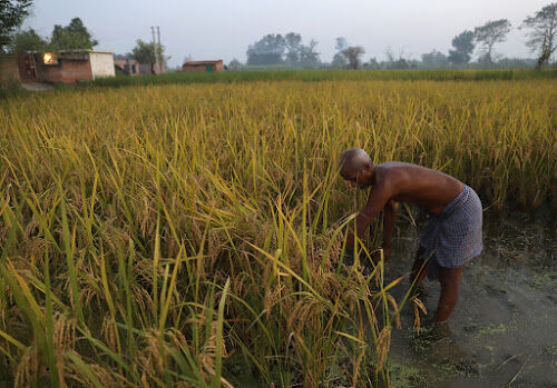 മജാ ബര്ഹതിയിലെ കൃഷിയിടത്തില് നിന്ന്