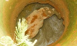 ആനക്കാംപൊയിലില്‍ കിണറ്റില്‍ നിന്ന് രക്ഷിച്ച ആന അവശനിലയില്‍