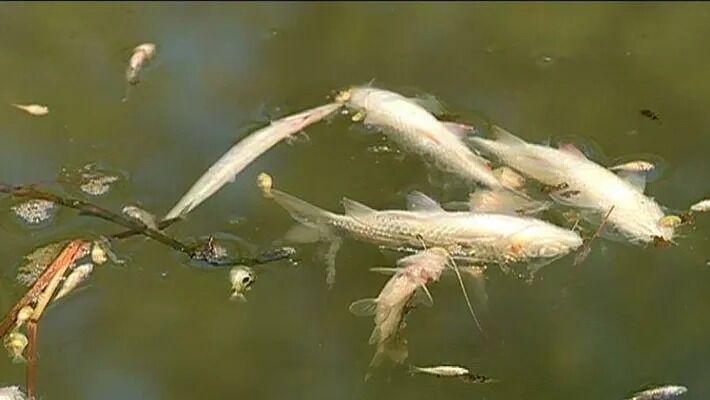 പെരിയാർവാലി കനാലിൽ മീനുകൾ വ്യാപകമായി ചത്തുപൊങ്ങുന്നു