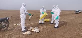 ഹിമാചല്‍ പ്രദേശില്‍ ആയിരത്തിലധികം ദേശാടന പക്ഷികള്‍ ചത്ത നിലയില്‍