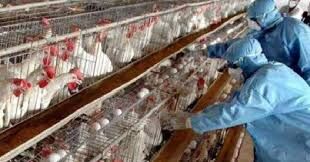 പക്ഷിപ്പനി: ആലപ്പുഴയിലും കോട്ടയത്തും വളര്‍ത്തു പക്ഷികളെ കൊന്നൊടുക്കും