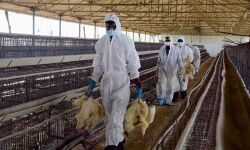 പക്ഷിപ്പനി: തൃശൂര്‍ ജില്ലയില്‍ കണ്‍ട്രോള്‍ റൂം തുറന്നു