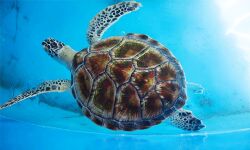 കടലാമകളുടെ വംശനാശം; മുന്നറിയിപ്പുമായി വനം വകുപ്പ്