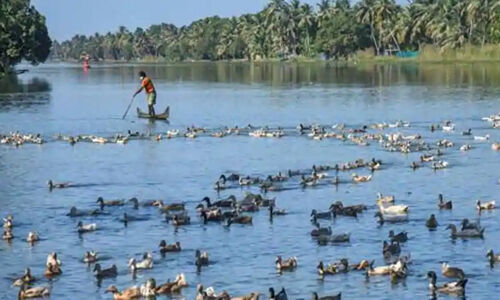 10 സംസ്ഥാനങ്ങളില്‍ പക്ഷിപ്പനി സ്ഥിരീകരിച്ചു