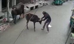 ഡല്‍ഹിയില്‍ കുത്തിയ പശുക്കുട്ടിയെ അടിച്ച വഴിയാത്രക്കാരന്‍ അറസ്റ്റില്‍