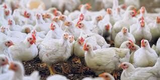 കേരളത്തില്‍ നിന്നുള്ള ഇറച്ചികോഴികള്‍ക്ക് തമിഴ്‌നാട്ടില്‍ വിലക്ക്