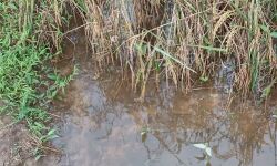 പാലക്കാത്ത് പാടശേഖരത്തില്‍ വെള്ളം കയറി നെല്ല് കൊയ്യനാവാതെ കര്‍ഷകര്‍