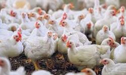 കേരളത്തില്‍ നിന്നുള്ള ഇറച്ചികോഴികള്‍ക്ക് തമിഴ്‌നാട്ടില്‍ വിലക്ക്