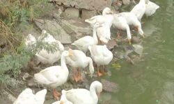 ഡല്‍ഹി: ത്രിലോക്പുരി തടാകത്തില്‍ താറാവുകള്‍ ചത്തുവീഴുന്നു; പക്ഷിപ്പനിയെന്ന് സംശയം