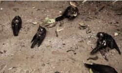 പക്ഷികള്‍ കൂട്ടത്തോടെ ചത്തൊടുങ്ങുന്നു; ഡല്‍ഹിയിലെ സഞ്ജയ് തടാകവും നാല് വലിയ പാര്‍ക്കുകളും അടച്ചു