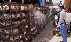 പക്ഷിപ്പനി: കച്ചവടം കുറഞ്ഞെന്ന് ഡല്‍ഹിയിലെ വ്യാപാരികള്‍