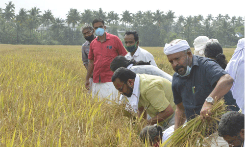 തരിശുഭൂമിയില്‍ വിളഞ്ഞ  തൈക്കാട്ടുശ്ശേരി മട്ട