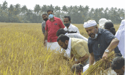 തരിശുഭൂമിയില്‍ വിളഞ്ഞ  തൈക്കാട്ടുശ്ശേരി മട്ട