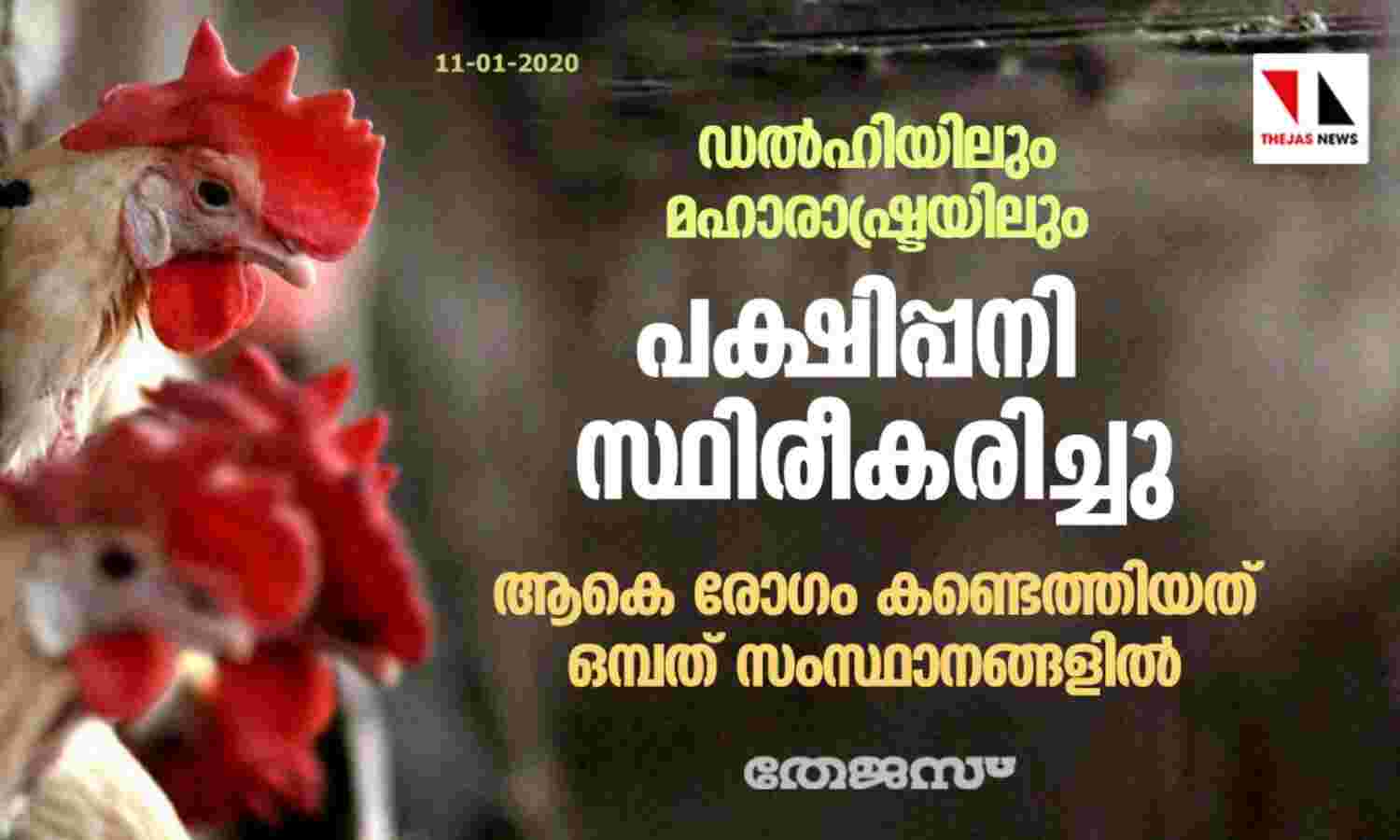 ഡല്ഹിയിലും മഹാരാഷ്ട്രയിലും പക്ഷിപ്പനി സ്ഥിരീകരിച്ചു; ആകെ രോഗം കണ്ടെത്തിയത് ഒമ്പത് സംസ്ഥാനങ്ങളില് ഡല്ഹിയിലും മഹാരാഷ്ട്രയിലും പക്ഷിപ്പനി സ്ഥിരീകരിച്ചു; ആകെ രോഗം കണ്ടെത്തിയത് ഒമ്പത് സംസ്ഥാനങ്ങളില്
