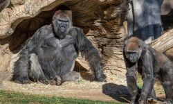 അമേരിക്കയില്‍ രണ്ട് ഗൊറില്ലകള്‍ക്ക് കൊവിഡ് സ്ഥിരീകരിച്ചു