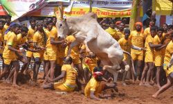 മധുരയില്‍ ജെല്ലിക്കെട്ടിനിടെ അപകടം; നാലുപേര്‍ക്ക് ഗുരുതരപരിക്ക്