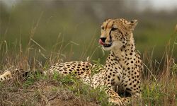 ചിറ്റാറില്‍ വീണ്ടും പുലിയിറങ്ങിയതായി സംശയം; പശുവിനെ കൊന്നുതിന്നു