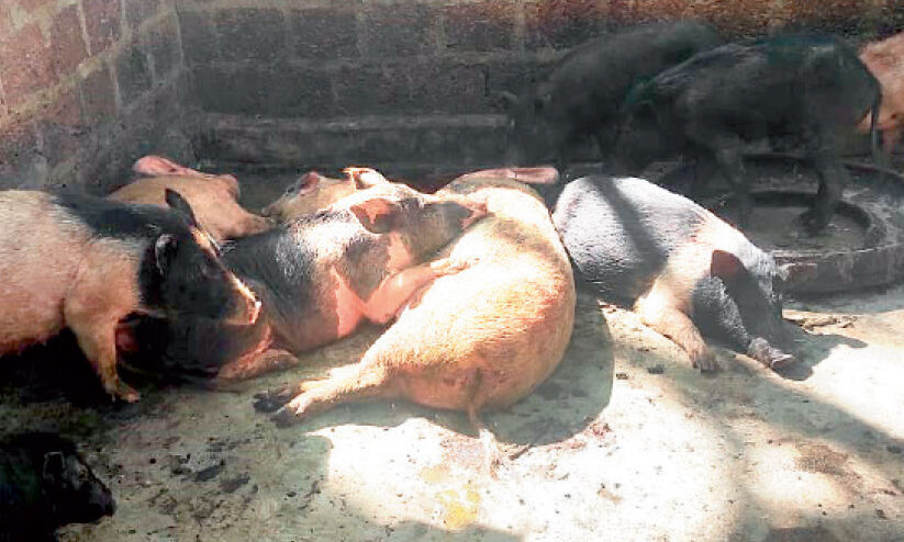 ചത്ത പന്നികളേയും പഴകിയ പന്നിയിറച്ചിയും പിടികൂടി ചത്ത പന്നികളേയും പഴകിയ പന്നിയിറച്ചിയും പിടികൂടി