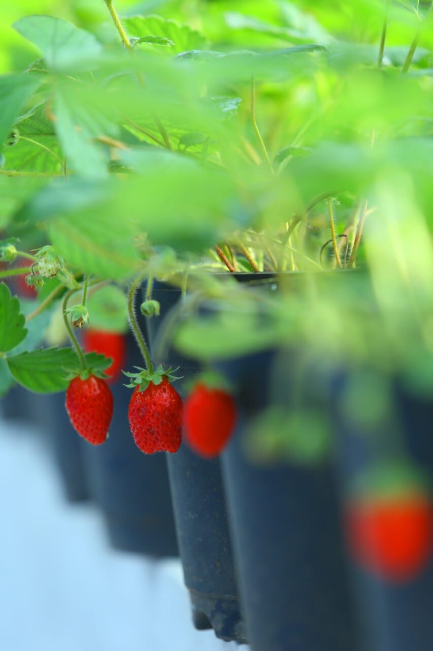 വീട്ടുമുറ്റത്ത് സ്‌ട്രോബറി വിളവെടുത്ത് മാതൃകയായി വീട്ടമ്മ