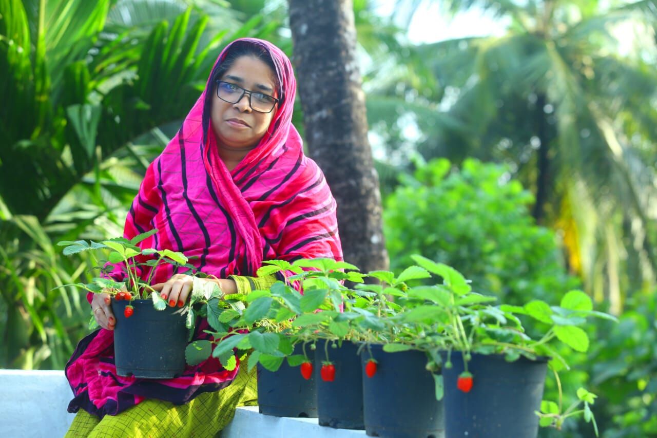 വീട്ടുമുറ്റത്ത് സ്‌ട്രോബറി വിളവെടുത്ത് മാതൃകയായി വീട്ടമ്മ
