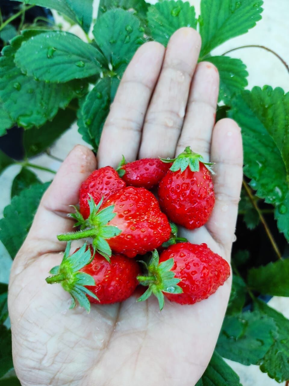 വീട്ടുമുറ്റത്ത് സ്‌ട്രോബറി വിളവെടുത്ത് മാതൃകയായി വീട്ടമ്മ