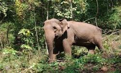 കല്‍പ്പറ്റയില്‍ വീട്ടമ്മയെ കാട്ടാന ചവിട്ടിക്കൊന്നു